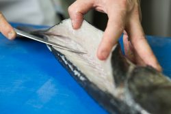 Foto formacion como desespinar pescado