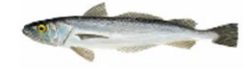 Merluza Argentina (Merluccius hubsi)