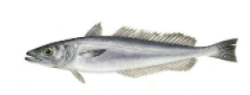 Merluza Europea (Merluccius merluccius)