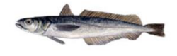 Merluza de Senegal (Merluccius senegalensis)