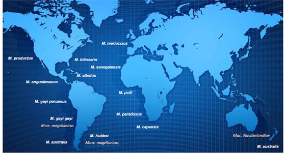 Merluzas del mundo
