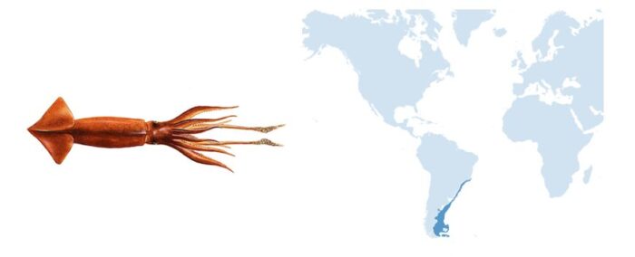 Foto formacion que son los cefalopodos fish solutions