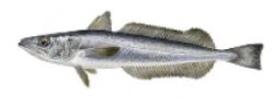 Merluza del Cabo (Merluccius capensis)