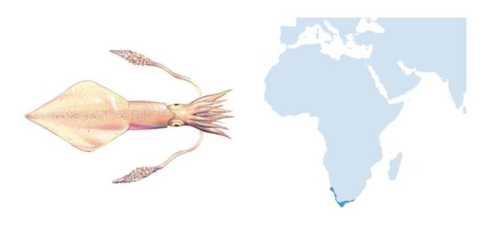 Foto formacion que son los cefalopodos fish solutions