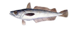 Merluza de altura del Cabo (Merluccius paradoxus)