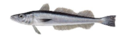 Merluza americana (Merluccius bilinearis)