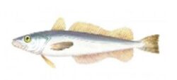 Merluza de Angola (Merluccius polli)