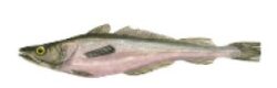 Merluza austral (Merluccius australis)