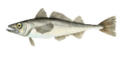 Merluza del pacífico (Merluccius productus)