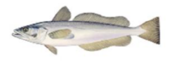 Merluza de Perú (Merluccius gayi)