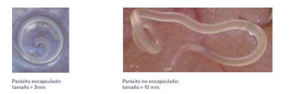 foto formacion prevencion anisakis fish solutions
