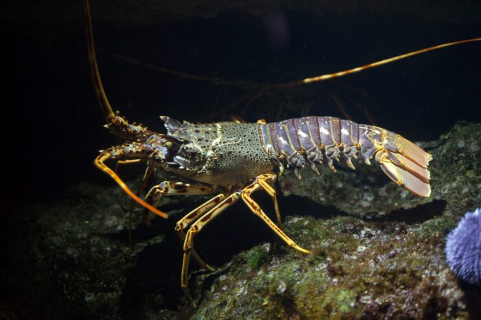 Langosta Europea (Palinurus elephas)
