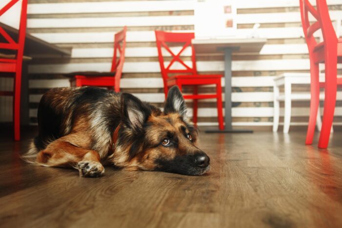 Foto formación Pet friendly normas higiene restaurante Fish Solutions