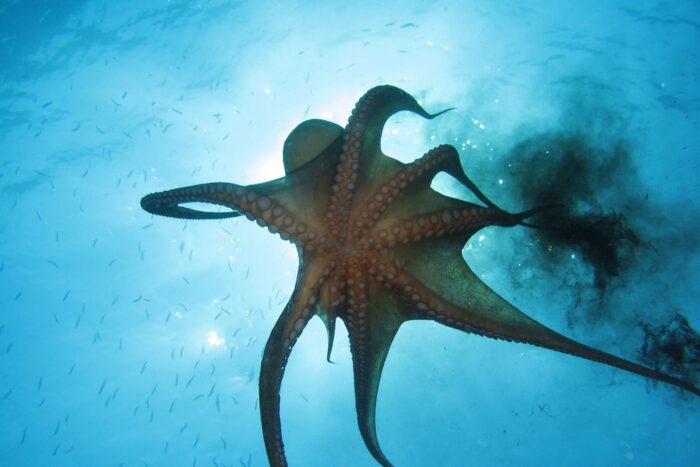 Foto formacion pulpo fish solutions